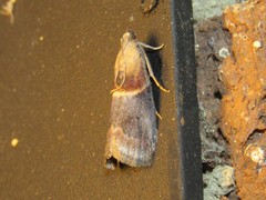 Acrobasis demotella