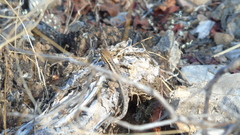 Sceloporus jalapae