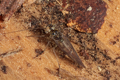 Mesopsocus unipunctatus