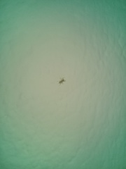 Menemerus bivittatus