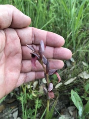 Serapias strictiflora