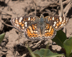 Phyciodes pulchella