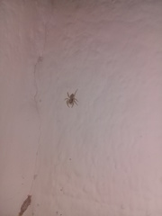 Menemerus bivittatus