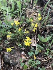 Physaria filiformis