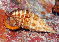 Cerithium claviforme