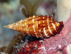 Cerithium claviforme