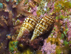 Cerithium claviforme