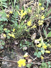 Physaria filiformis