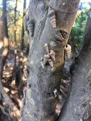 Cerithidea decollata