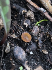 Dumontinia tuberosa