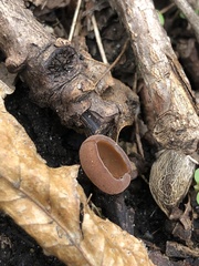 Dumontinia tuberosa