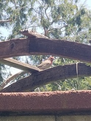 Haemorhous mexicanus