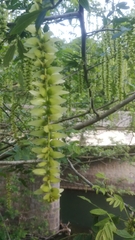 Pterocarya