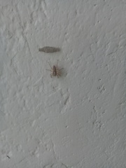 Menemerus bivittatus