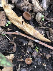 Dumontinia tuberosa