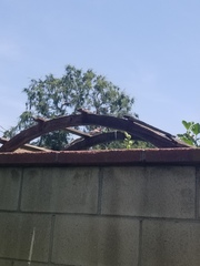 Haemorhous mexicanus