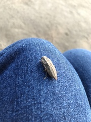 Ectinogonia buquetii