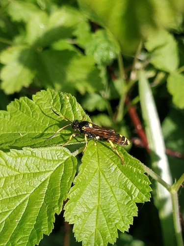 Ichneumon xanthorius, Wageningen, Nederland, photo 7 of 10