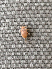 Orchestes steppensis