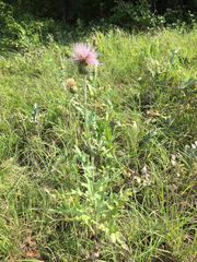 Cirsium undulatum