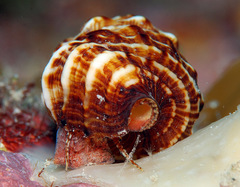 Cerithium claviforme