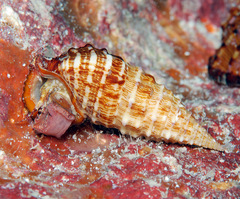 Cerithium claviforme