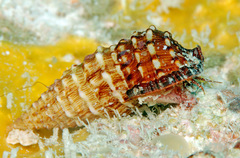 Cerithium claviforme