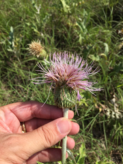 Cirsium undulatum
