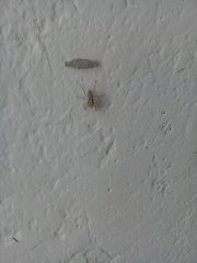 Menemerus bivittatus