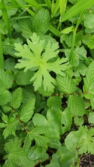 Geranium palustre