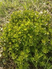 Galium mollugo
