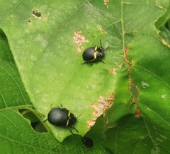 Cosmogramma patricia