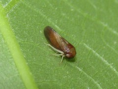 Oncopsis nigrinasi
