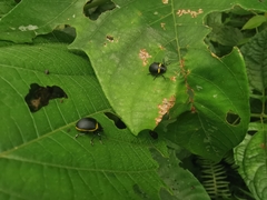Cosmogramma patricia