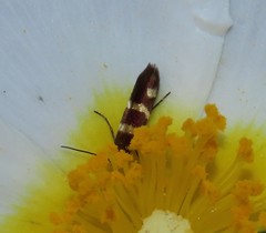 Micropterix ibericella