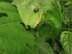 Cosmogramma patricia