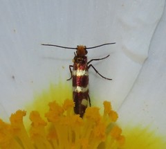Micropterix ibericella