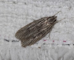 Phloeograptis obliquata