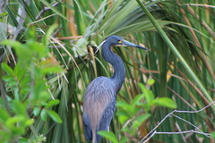 Egretta tricolor image