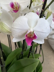 Phalaenopsis