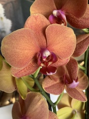 Phalaenopsis