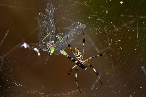 Eastern Pondhawk photographed in Louisiana