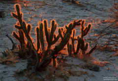 Cylindropuntia ganderi