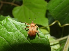 Phelypera distigma image