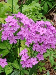 Phlox carolina