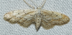 Idaea longaria