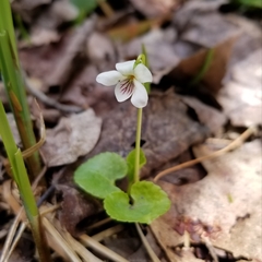 Viola minuscula