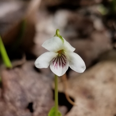 Viola minuscula