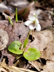 Viola minuscula