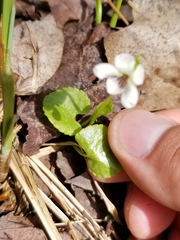 Viola minuscula